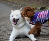 お兄ちゃんとお散歩だ～い好き♪