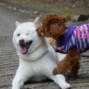 「お兄ちゃんとお散歩だ～い好き♪」【写真を撮って印刷しよう】高品質互換インク+L判写真紙印刷セット10名募集の投稿画像