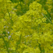 「とある4月の花」【写真を撮って印刷しよう】高品質互換インク+L判写真紙印刷セット10名募集の投稿画像