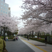 「桜並木」【写真を撮って印刷しよう】高品質互換インク+L判写真紙印刷セット10名募集の投稿画像