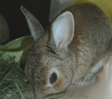 美味しいお水飲みたいのだ