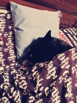 口コミ：ドッグフードの画像（1枚目）