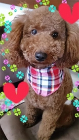 口コミ：無添加ドッグフード安心  トイプードル編の画像（1枚目）