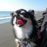 「海が大好き！」【ペットフォトコンテスト】 ペットとのウォーターサーバーのある暮らし無料体験の投稿画像