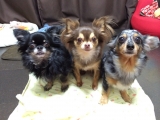 愛犬たち。