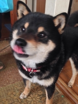 口コミ：◎無添加ドッグフード安心 レポの画像（1枚目）