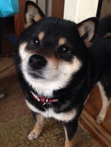 口コミ：◎無添加ドッグフード安心 レポの画像（2枚目）