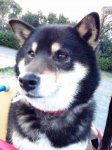 口コミ：◎無添加ドッグフード安心 レポの画像（4枚目）