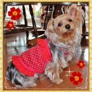 「愛犬♪」【先行モニター】ワンちゃんの立場に立って開発したスキンケアスプレーの投稿画像