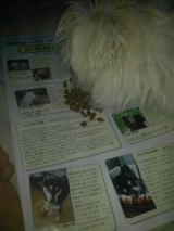 口コミ：ドックフード安心！！モニターさせていただきました！の画像（1枚目）