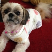 「しっぽぶんぶん♪」【先行モニター】ワンちゃんの立場に立って開発したスキンケアスプレーの投稿画像