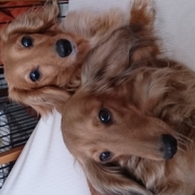 「まだまだ元気」【先行モニター】ワンちゃんの立場に立って開発したスキンケアスプレーの投稿画像