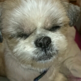 口コミ：『無添加ドッグフード安心』モニター体験の画像（1枚目）