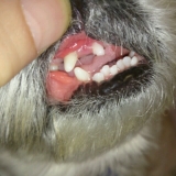 口コミ：『無添加ドッグフード安心』モニター体験の画像（2枚目）