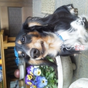 「珍しい配色です」【先行モニター】ワンちゃんの立場に立って開発したスキンケアスプレーの投稿画像