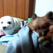 「夫婦♪」【先行モニター】ワンちゃんの立場に立って開発したスキンケアスプレーの投稿画像