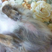 「ハゲを治してあげたい。」【先行モニター】ワンちゃんの立場に立って開発したスキンケアスプレーの投稿画像