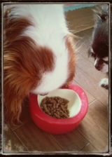 口コミ：無添加ドッグフード安心の画像（2枚目）