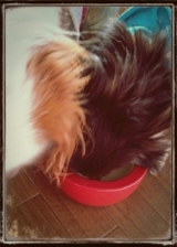 口コミ：無添加ドッグフード安心の画像（1枚目）