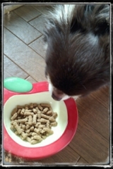 口コミ：無添加ドッグフード安心の画像（3枚目）