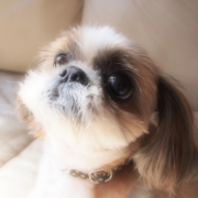 「可愛い息子」ファンブロガー５０００人突破記念！Jサプリオリジナルキャラクター大募集！！の投稿画像