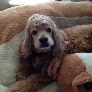 「犬のキャラクター」ファンブロガー５０００人突破記念！Jサプリオリジナルキャラクター大募集！！の投稿画像