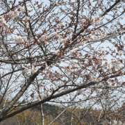 「さくら」ファンブロガー５０００人突破記念！Jサプリオリジナルキャラクター大募集！！の投稿画像