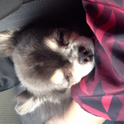 「チロルちゃん」高齢のわんこ＆にゃんこの元気を回復しよう、高齢ペット限定「ペット元気」プレゼントの投稿画像