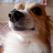 「元気でいてね！」高齢のわんこ＆にゃんこの元気を回復しよう、高齢ペット限定「ペット元気」プレゼントの投稿画像