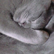 「寝てます」高齢のわんこ＆にゃんこの元気を回復しよう、高齢ペット限定「ペット元気」プレゼントの投稿画像