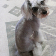 「抜け毛の季節」高齢のわんこ＆にゃんこの元気を回復しよう、高齢ペット限定「ペット元気」プレゼントの投稿画像