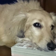 「sora」先行モニター【皮膚疾患でお悩みの愛犬へ】DOGSTANCEハト麦入り鹿肉クッキーの投稿画像