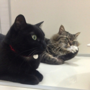 「元気でいてね」高齢のわんこ＆にゃんこの元気を回復しよう、高齢ペット限定「ペット元気」プレゼントの投稿画像