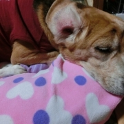 「肉球とお耳」先行モニター【皮膚疾患でお悩みの愛犬へ】DOGSTANCEハト麦入り鹿肉クッキーの投稿画像