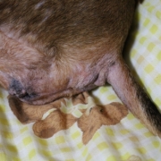 「デリーケート部分　かゆがります」先行モニター【皮膚疾患でお悩みの愛犬へ】DOGSTANCEハト麦入り鹿肉クッキーの投稿画像