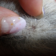 「ホットスポット？」先行モニター【皮膚疾患でお悩みの愛犬へ】DOGSTANCEハト麦入り鹿肉クッキーの投稿画像