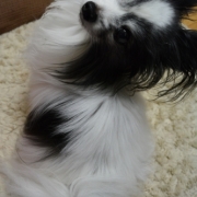 「長毛の子なのに・・・」先行モニター【皮膚疾患でお悩みの愛犬へ】DOGSTANCEハト麦入り鹿肉クッキーの投稿画像