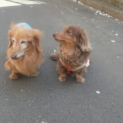 「散歩も今はきらいです。」【ファイテン低反発マットレス】レンタルモニター足腰やヘルニアでお悩みのワンちゃんの投稿画像