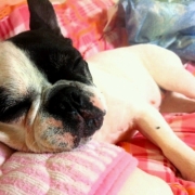 「ふわふわ布団」【ファイテン低反発マットレス】レンタルモニター足腰やヘルニアでお悩みのワンちゃんの投稿画像