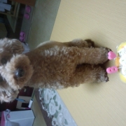 「誕生日」【ファイテン低反発マットレス】レンタルモニター足腰やヘルニアでお悩みのワンちゃんの投稿画像