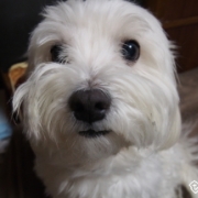 「愛犬、くぅちゃんです♪」【ファイテン低反発マットレス】レンタルモニター足腰やヘルニアでお悩みのワンちゃんの投稿画像