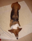 バセットハウンドです