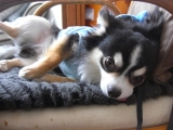 「我が家の愛犬」の画像（1枚目）
