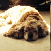 「お昼寝」【ファイテン低反発マットレス】レンタルモニター足腰やヘルニアでお悩みのワンちゃんの投稿画像