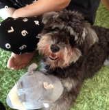 我が家のりあちゃんです。