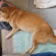 「もうすぐ19歳！」【ファイテン低反発マットレス】レンタルモニター足腰やヘルニアでお悩みのワンちゃんの投稿画像