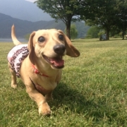 「わん友さんと富士山へ」【ファイテン低反発マットレス】レンタルモニター足腰やヘルニアでお悩みのワンちゃんの投稿画像