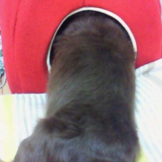 「6歳半」塗る＆マッサージで全身リラックス！ファイテン　ペット用ローションで美しい毛並みにの投稿画像