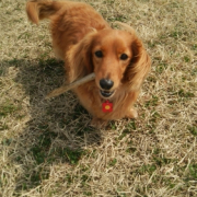 「よろしくお願いします。」塗る＆マッサージで全身リラックス！ファイテン　ペット用ローションで美しい毛並みにの投稿画像