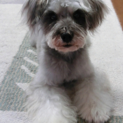 「あっしゅでしゅ^^」塗る＆マッサージで全身リラックス！ファイテン　ペット用ローションで美しい毛並みにの投稿画像